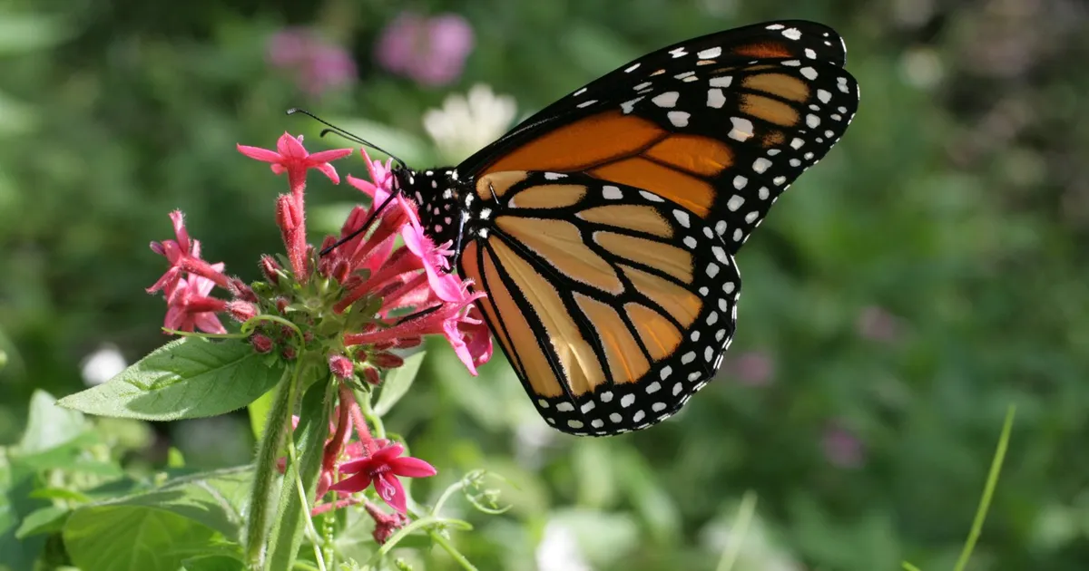 Mariposa monarca con las alas abiertas posada sobre unas flores rosas en un centro natural del sur de Florida (imagen ilustrativa; no pertenece a la película ni muestra a sus protagonistas)